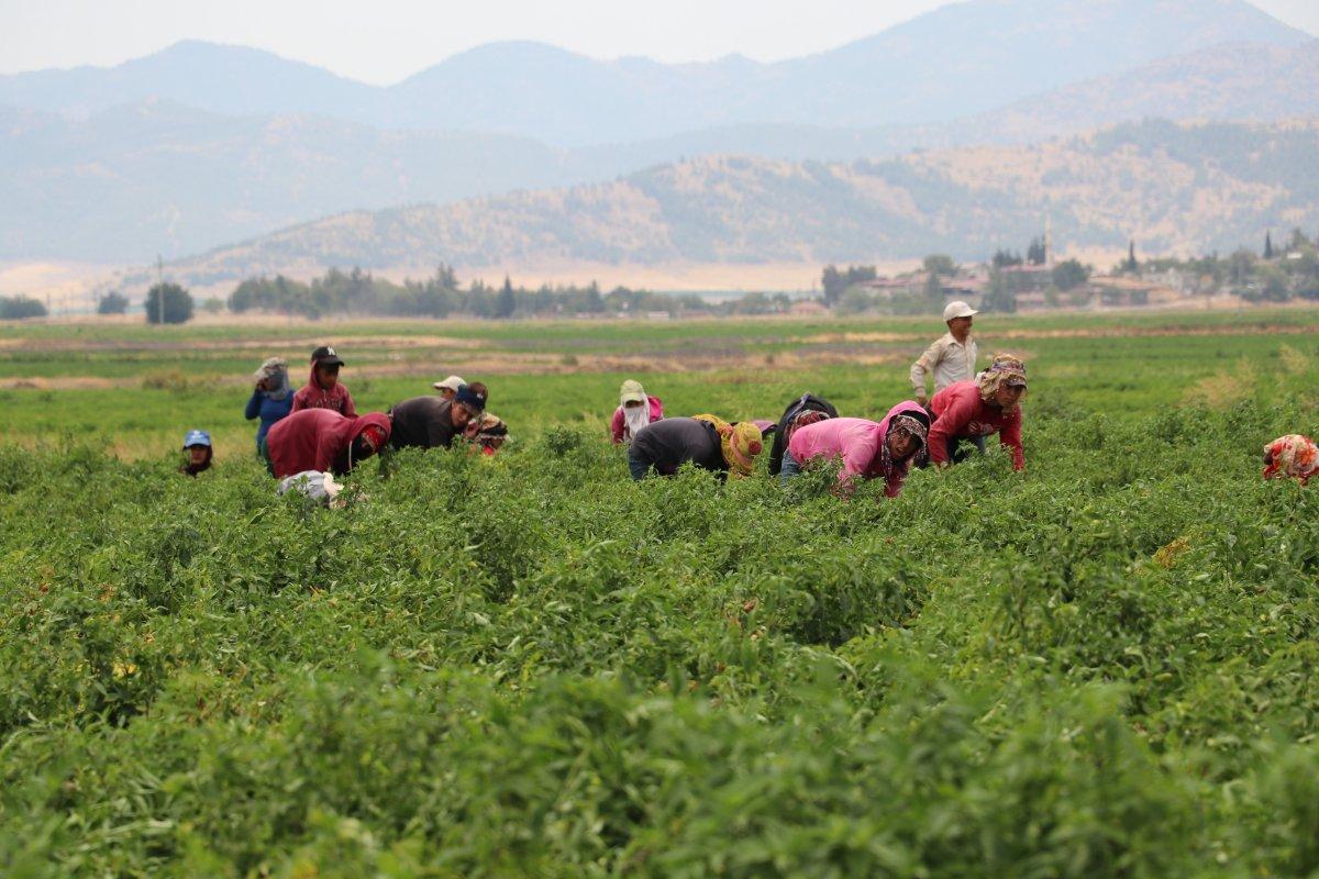 Gaziantep'te 'acıların hasadı' başladı