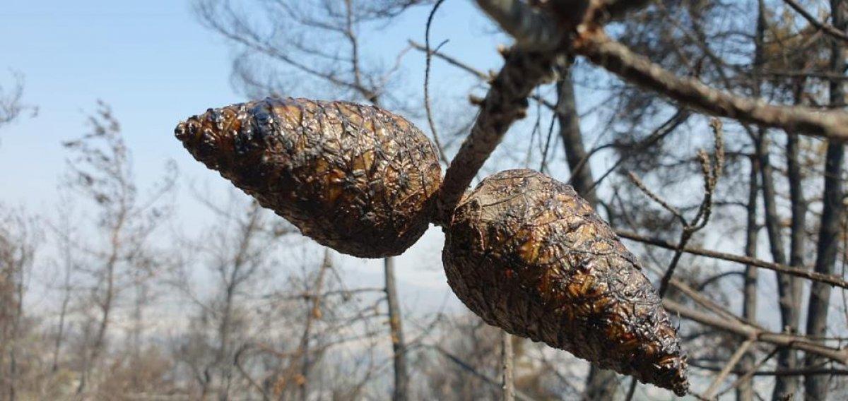 Çine'de yanan alanlar görüntülendi