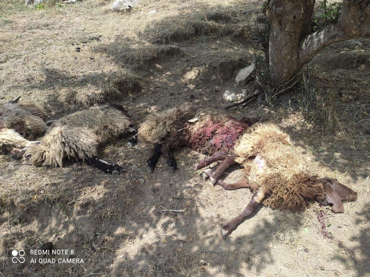 Yüksekova'da yıldırım isabet eden 30 koyun öldü