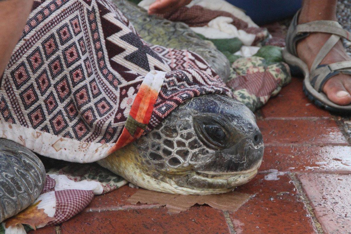 Antalya'da boğazına misina takılan caretta caretta öldü