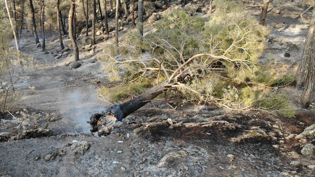 Manavgat yangınında zarar gören alanlar