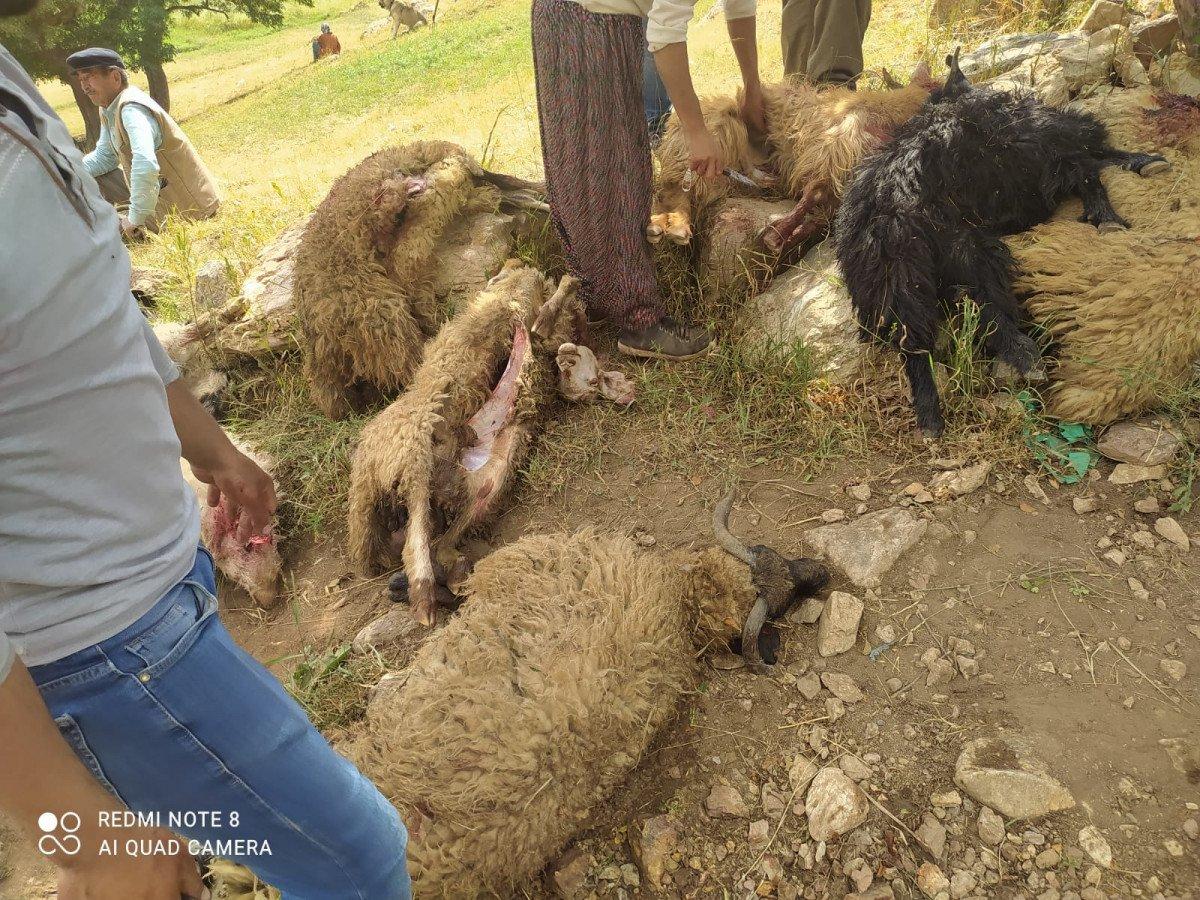 Yüksekova'da yıldırım isabet eden 30 koyun öldü