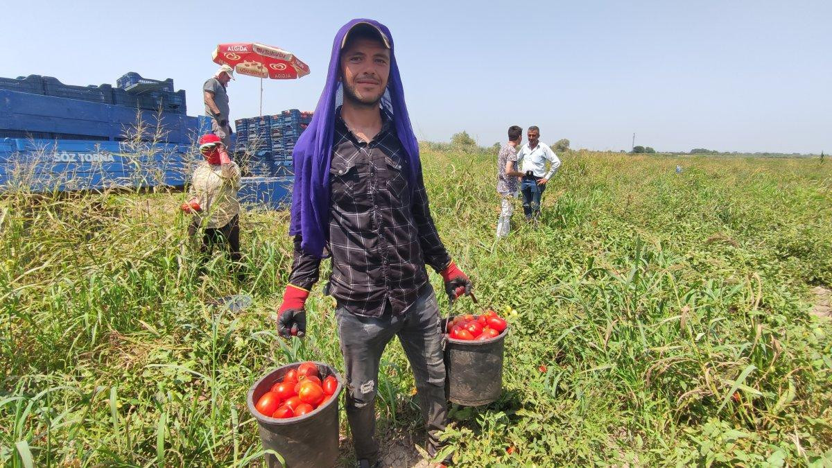 Tarladaki ucuz domates, markete girince cep yakıyor