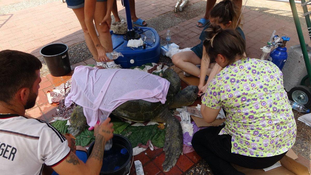 Antalya'da boğazına misina takılan caretta caretta öldü