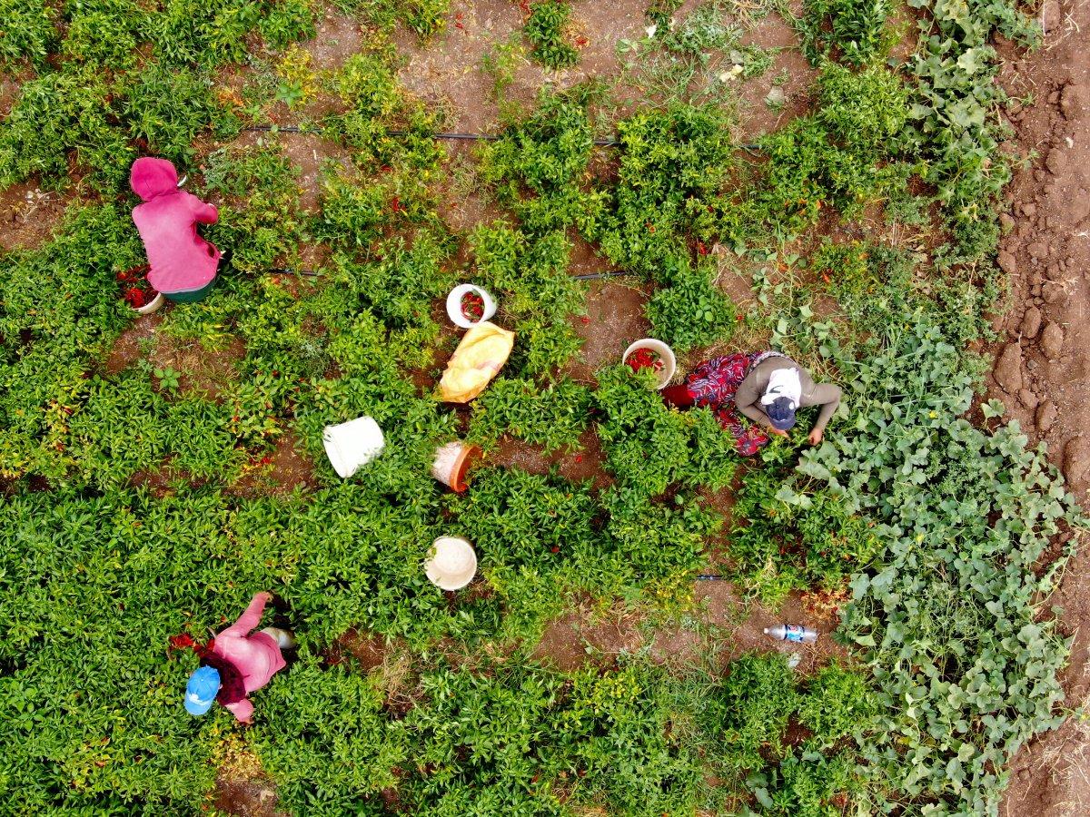 Gaziantep'te 'acıların hasadı' başladı