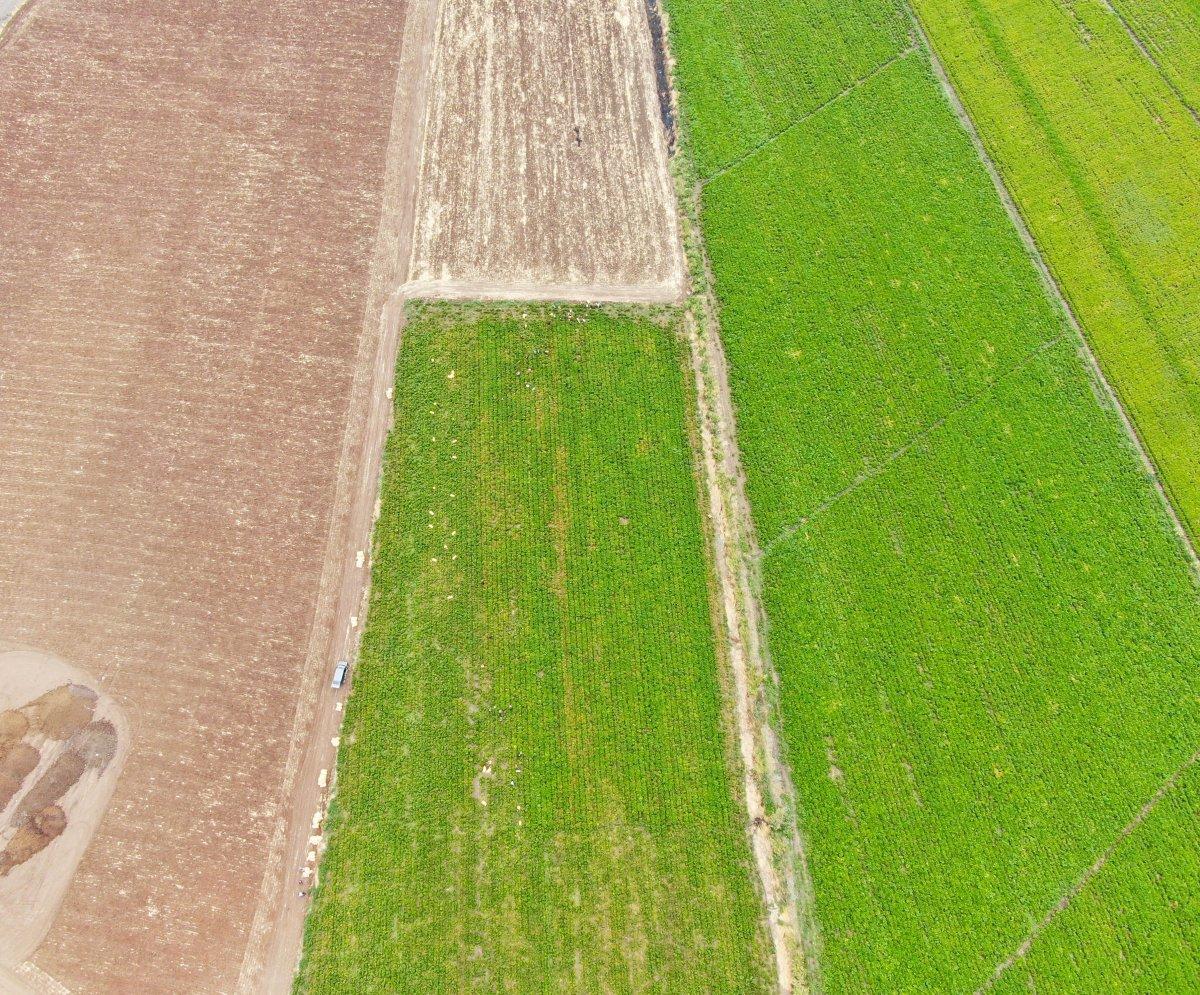 Gaziantep'te 'acıların hasadı' başladı