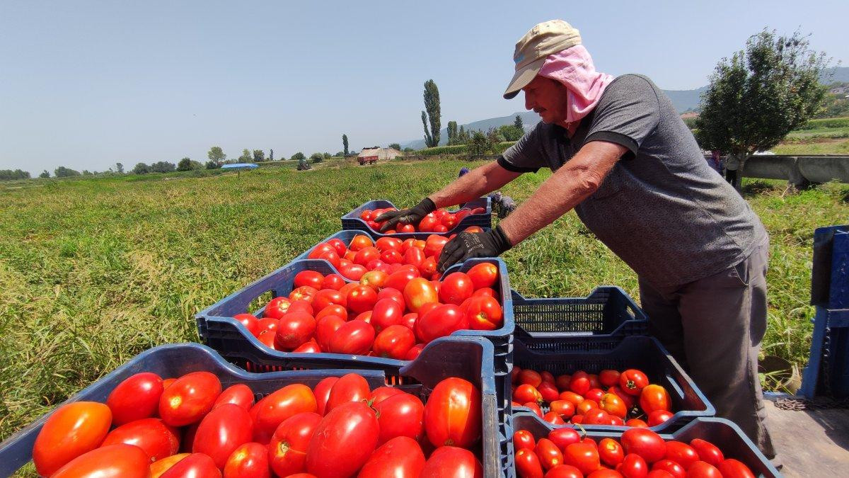 Tarladaki ucuz domates, markete girince cep yakıyor