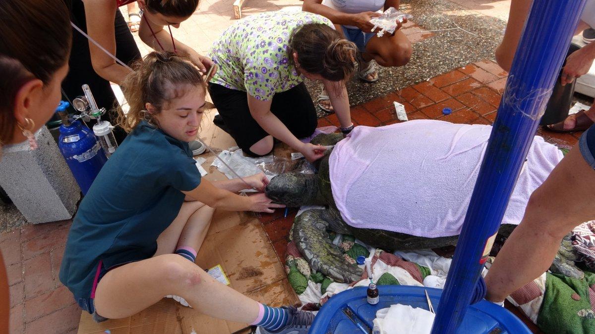 Antalya'da boğazına misina takılan caretta caretta öldü