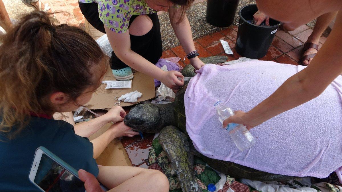 Antalya'da boğazına misina takılan caretta caretta öldü