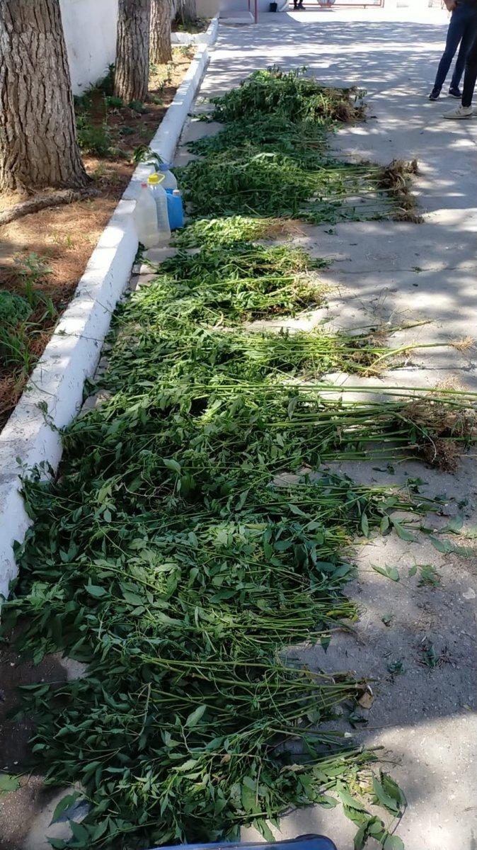 Manisa'da dere yatağındaki sazlık alanda bin 624 kök kenevir ele geçirildi