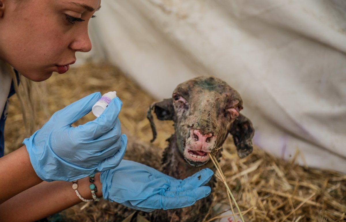 Manavgat'ta yangından etkilenen hayvanlar için sahra hastanesi kuruldu