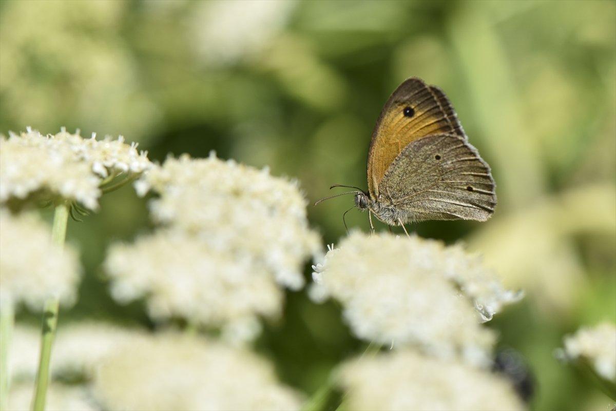 Van Gölü havzası, 230 kelebek türünü ağırlıyor