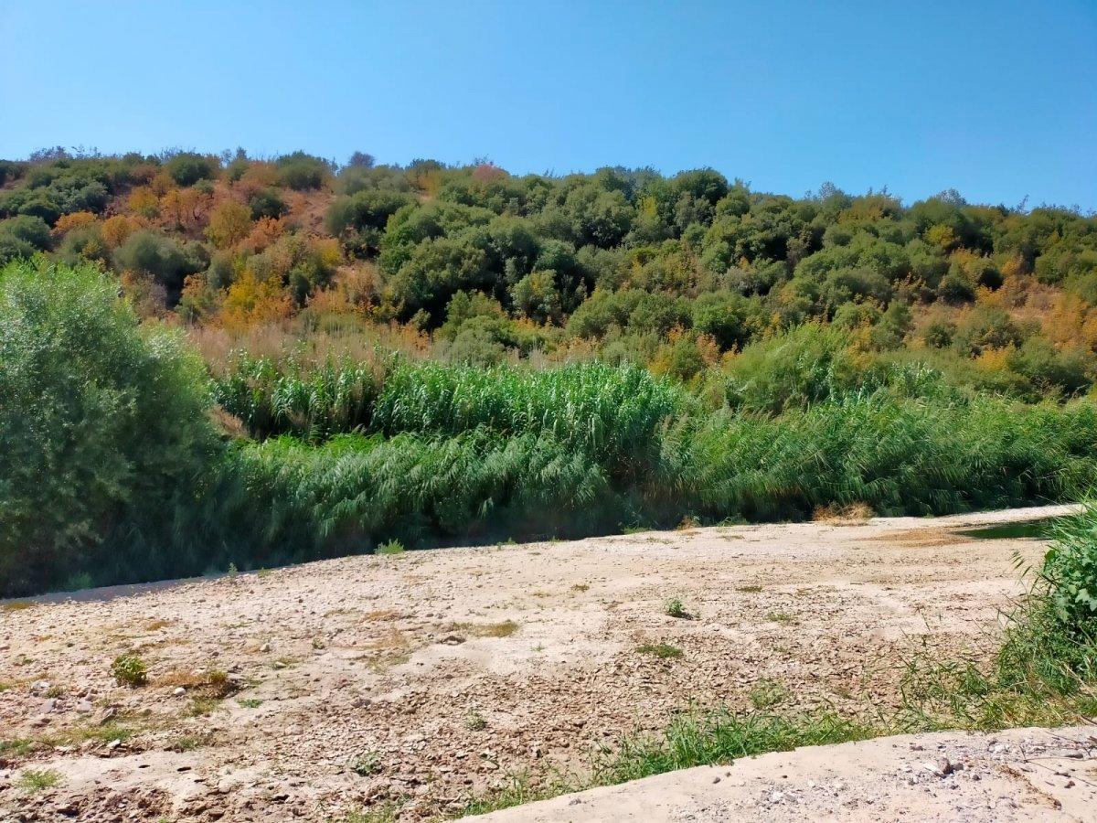 Manisa'da dere yatağındaki sazlık alanda bin 624 kök kenevir ele geçirildi