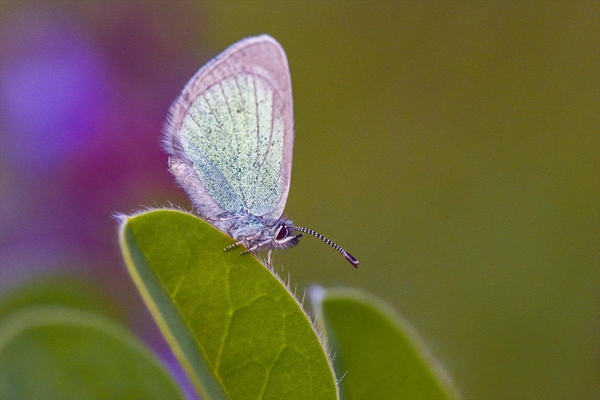 Van Gölü havzası, 230 kelebek türünü ağırlıyor