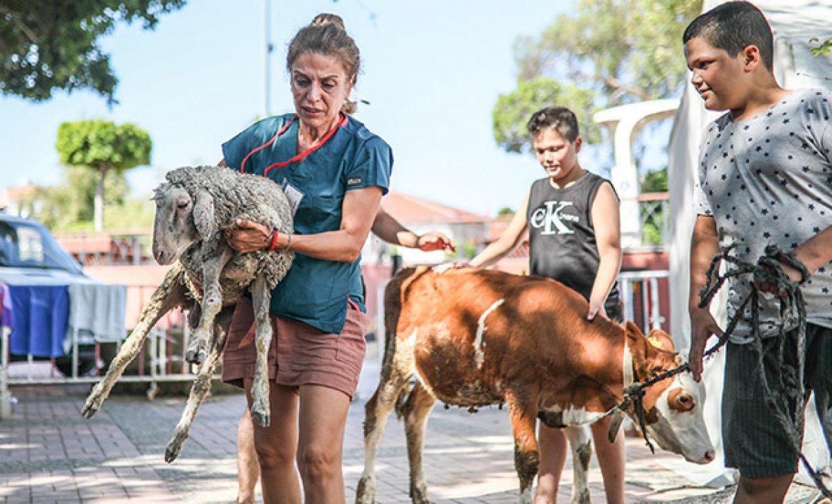 Manavgat'ta yangından etkilenen hayvanlar için sahra hastanesi kuruldu