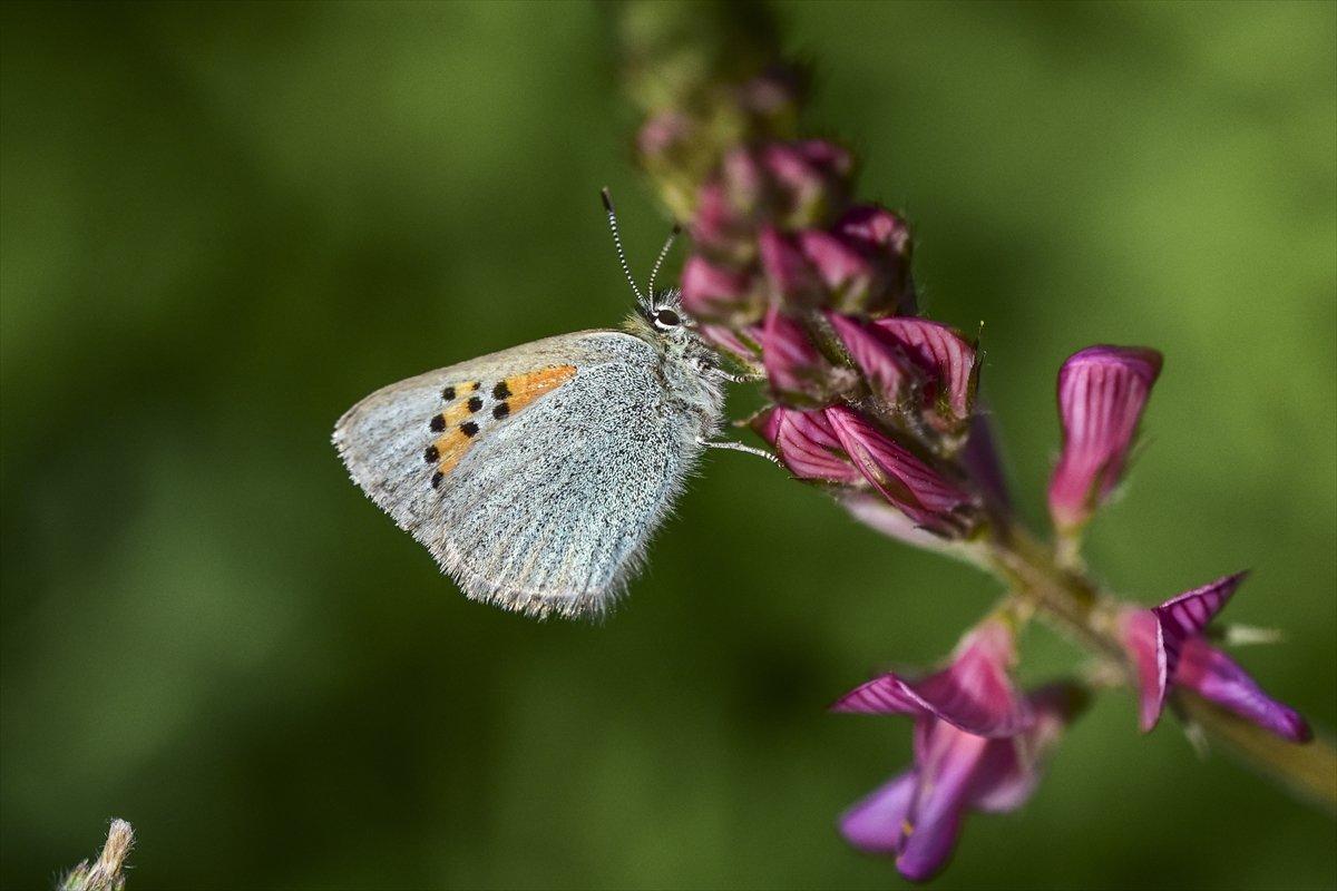Van Gölü havzası, 230 kelebek türünü ağırlıyor