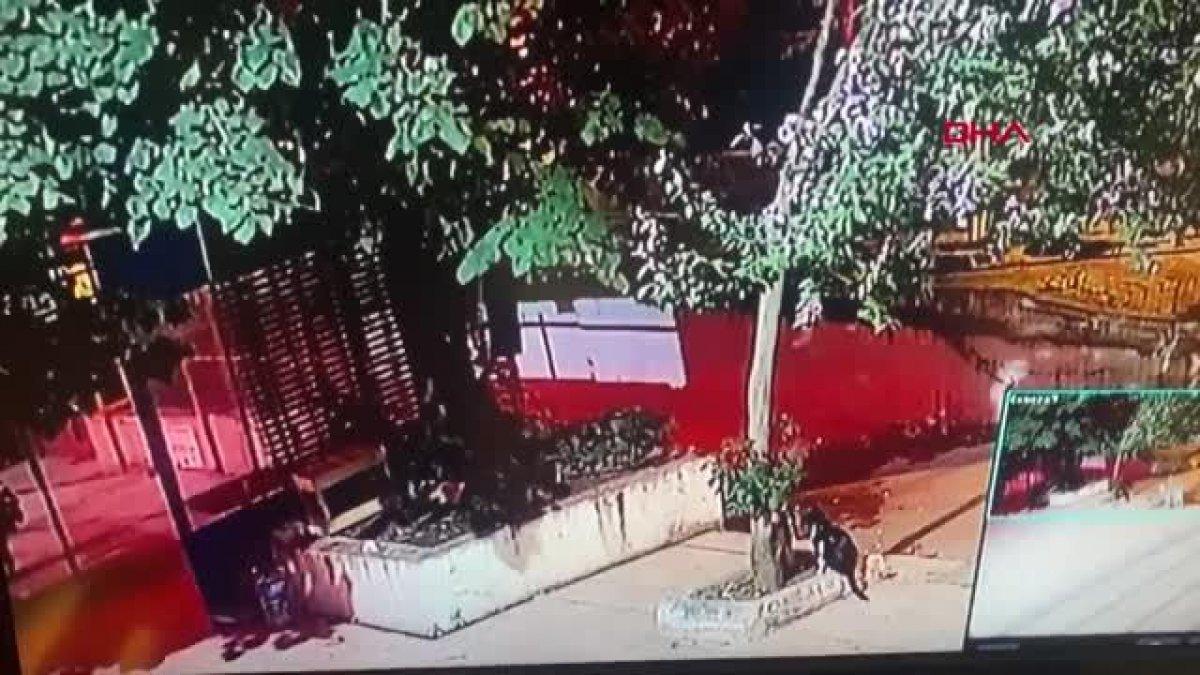 Üsküdar'da kediyi tekmeleyip öldüren şahıs, tutuklandı