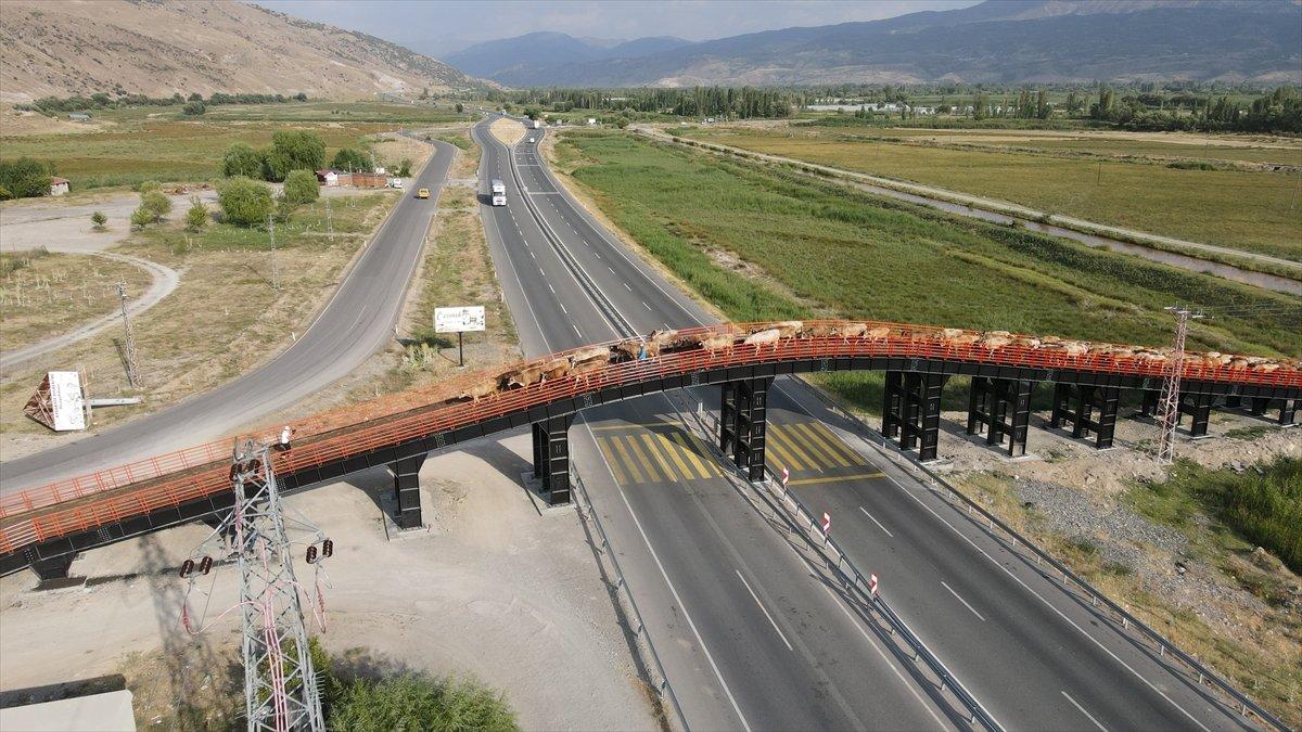 Erzincan'da Ekolojik Üst Geçit, güvenli geçiş rotası oldu