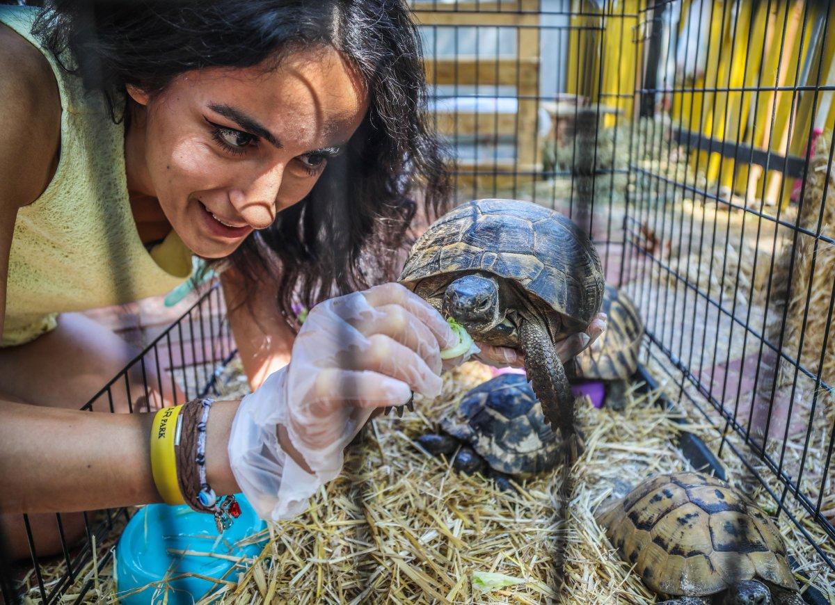 Manavgat'ta yangından etkilenen hayvanlar için sahra hastanesi kuruldu