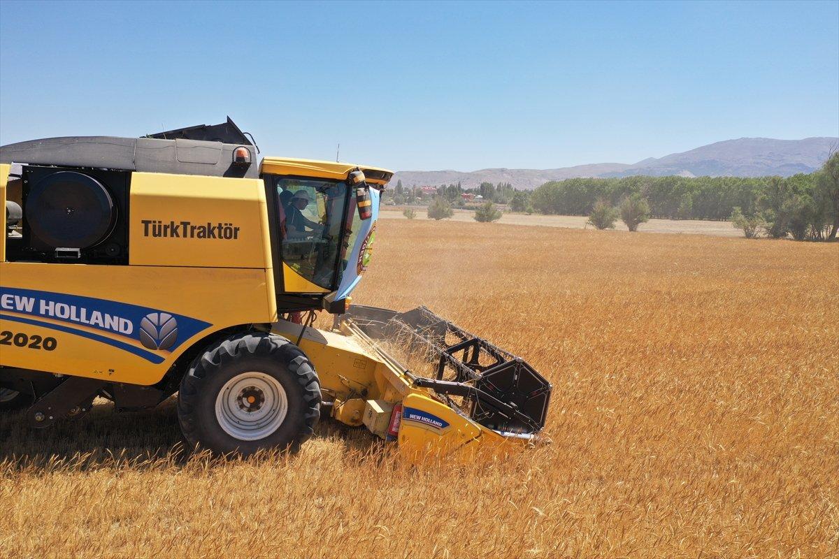 Tritikalenin kuraklığa rağmen verimi iyi