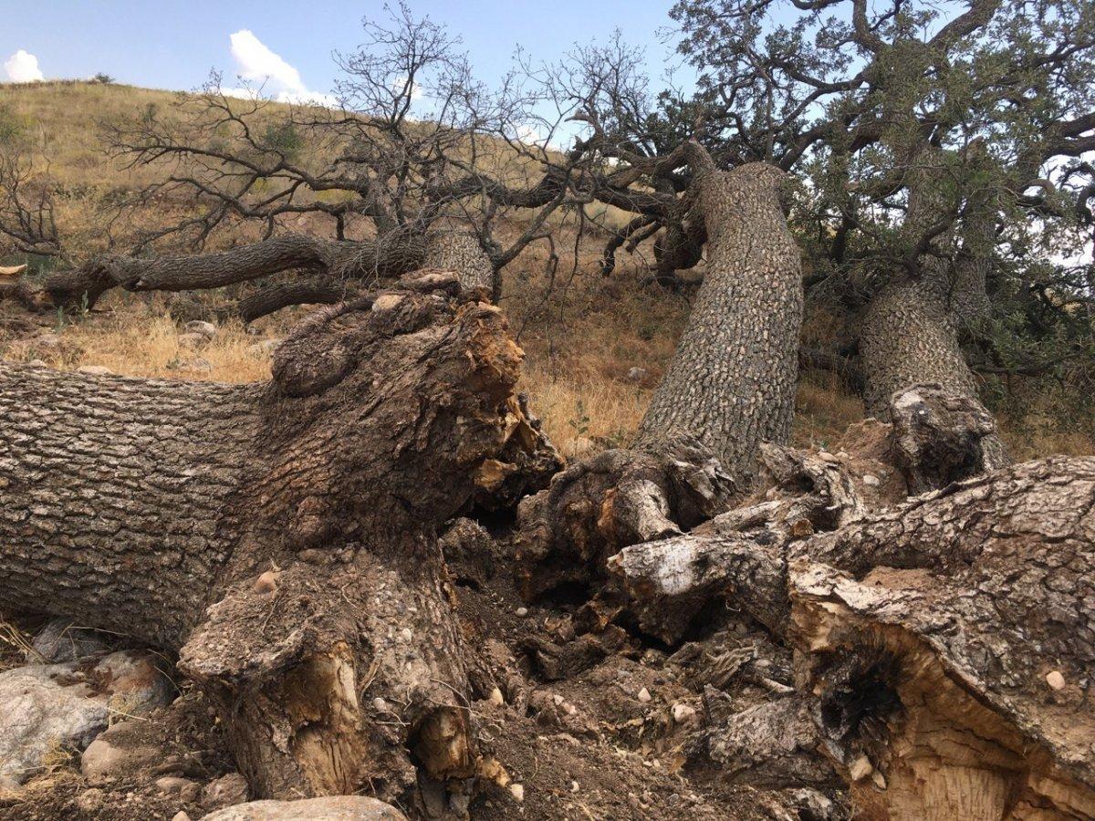 Kayseri'deki '7 kardeş' ağacına rivayetler nedeniyle kimse dokunmuyor