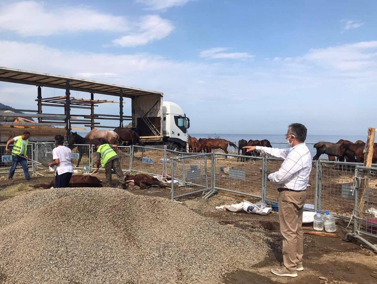 Artvin'de tır parkında ölüme terk edilen onlarca at tedavi altına alındı