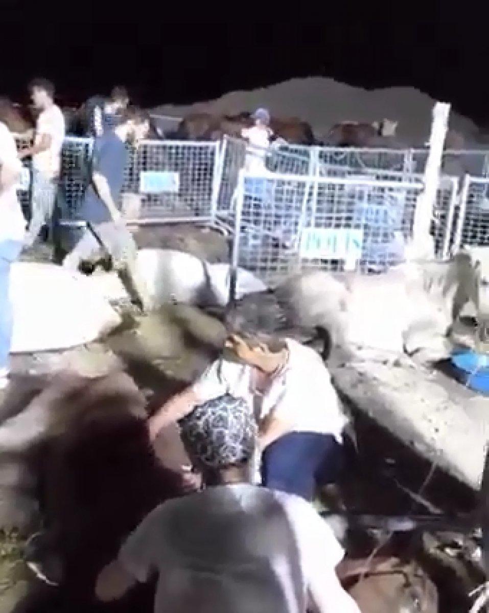 Artvin'de tır parkında ölüme terk edilen onlarca at tedavi altına alındı