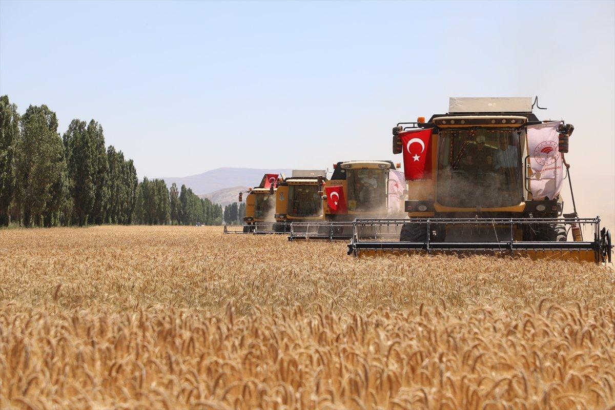 Tritikalenin kuraklığa rağmen verimi iyi