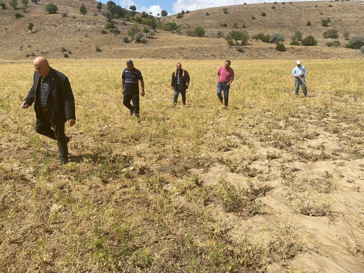 Karaman’da dolu yağışı nohut ekili alanlara zarar verdi