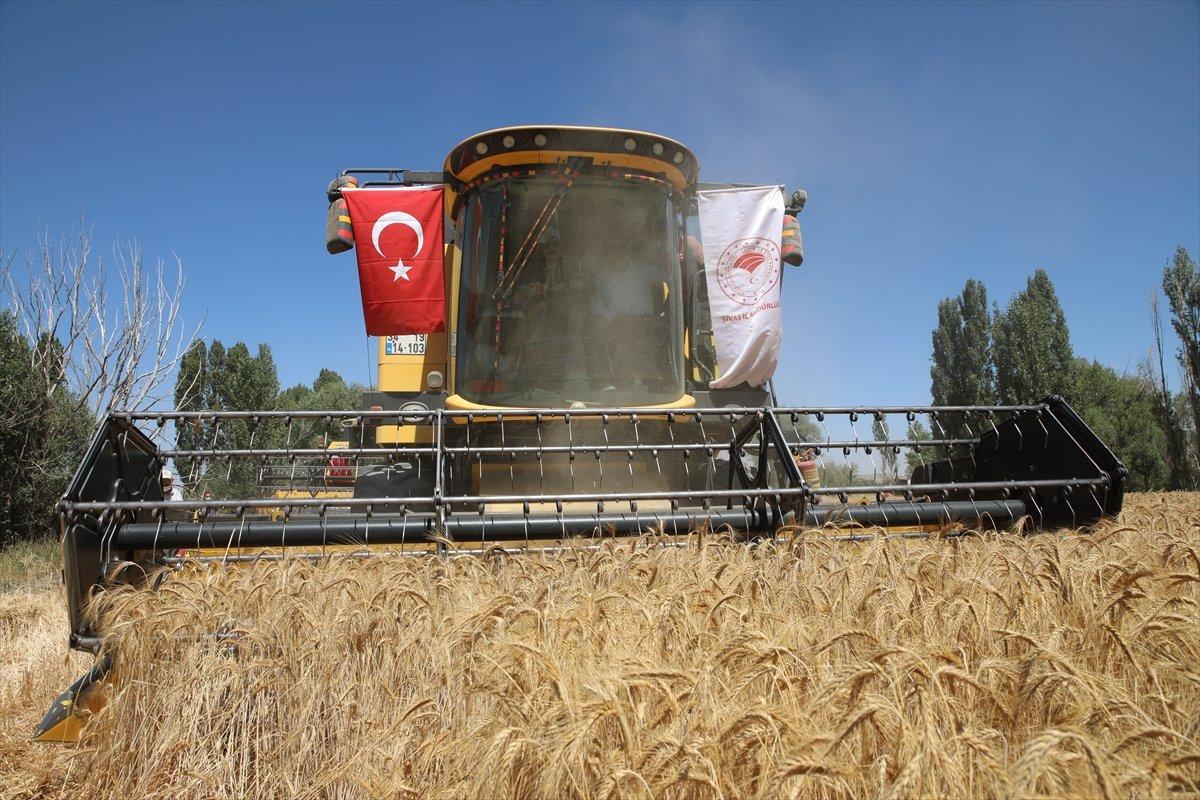 Tritikalenin kuraklığa rağmen verimi iyi