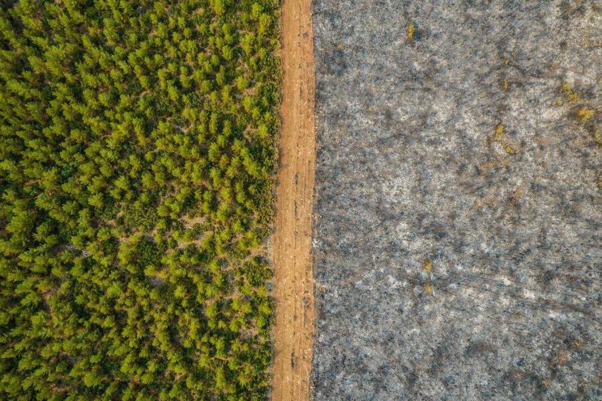 Orman yangınlarında hayat koridorunun önemi