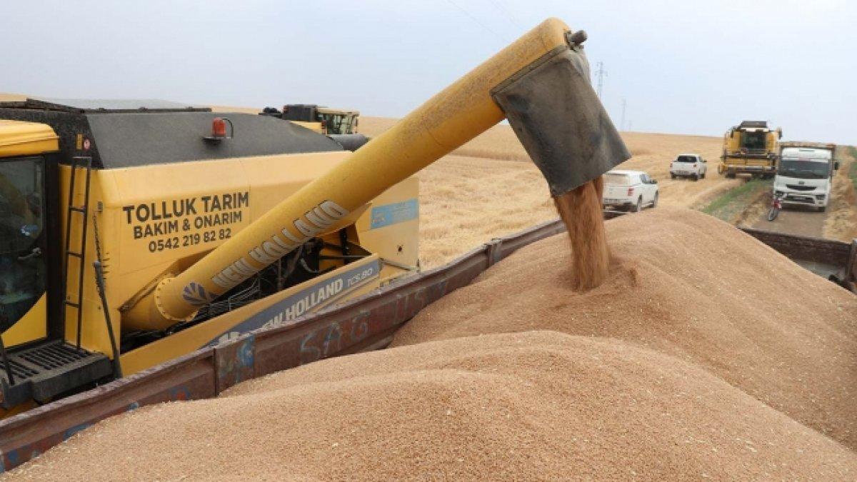 Tritikalenin kuraklığa rağmen verimi iyi