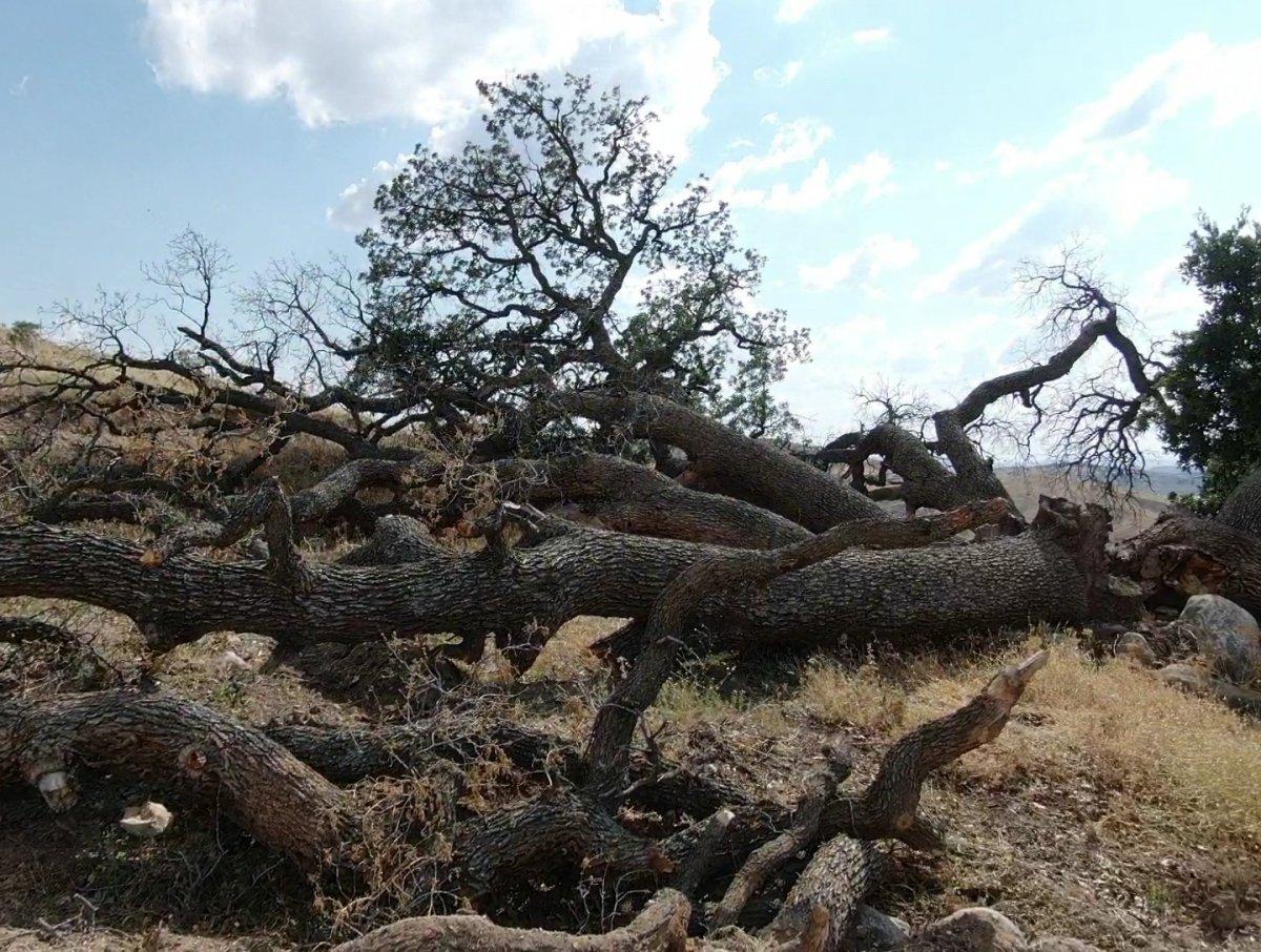 Kayseri'deki '7 kardeş' ağacına rivayetler nedeniyle kimse dokunmuyor