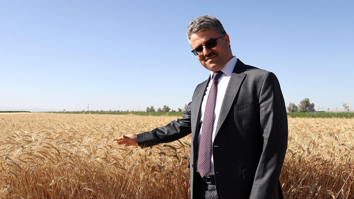 İklim değişikliği ile ilgili yeni hububat çeşidi ile mücadele edilecek