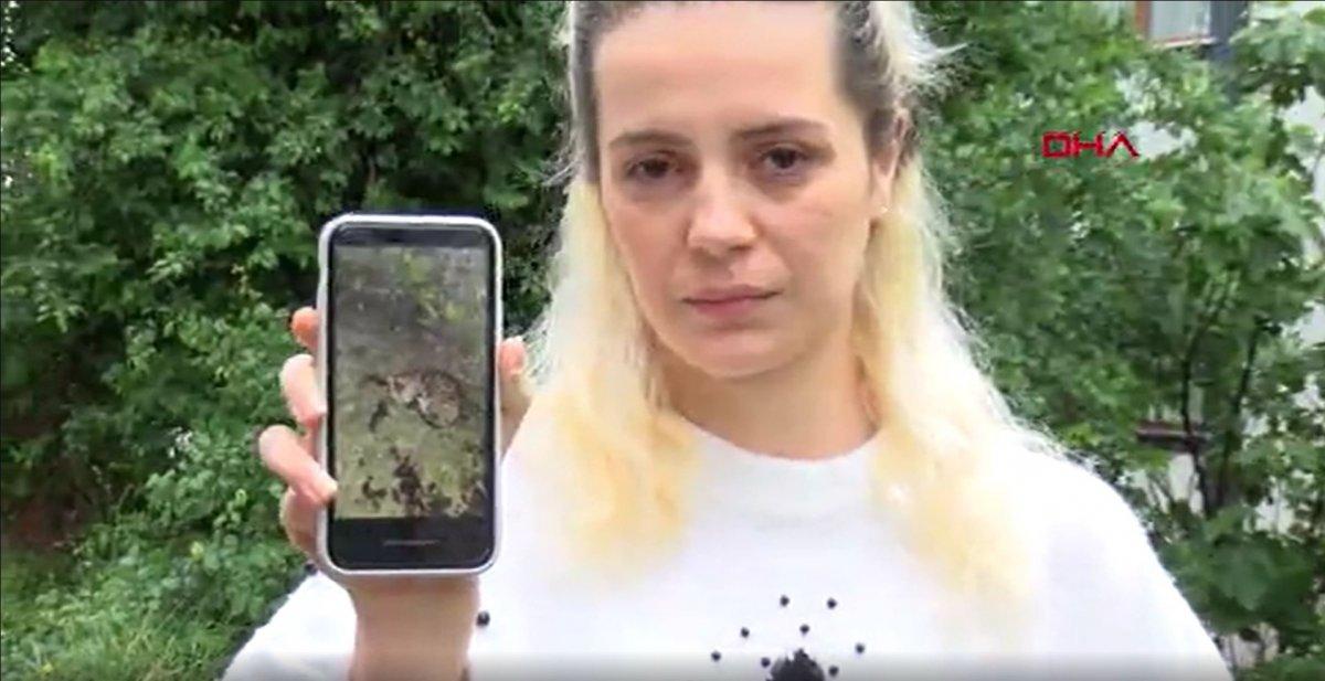 Başakşehir’de kürekle 4 kediyi öldüren şahsın hapsi istendi