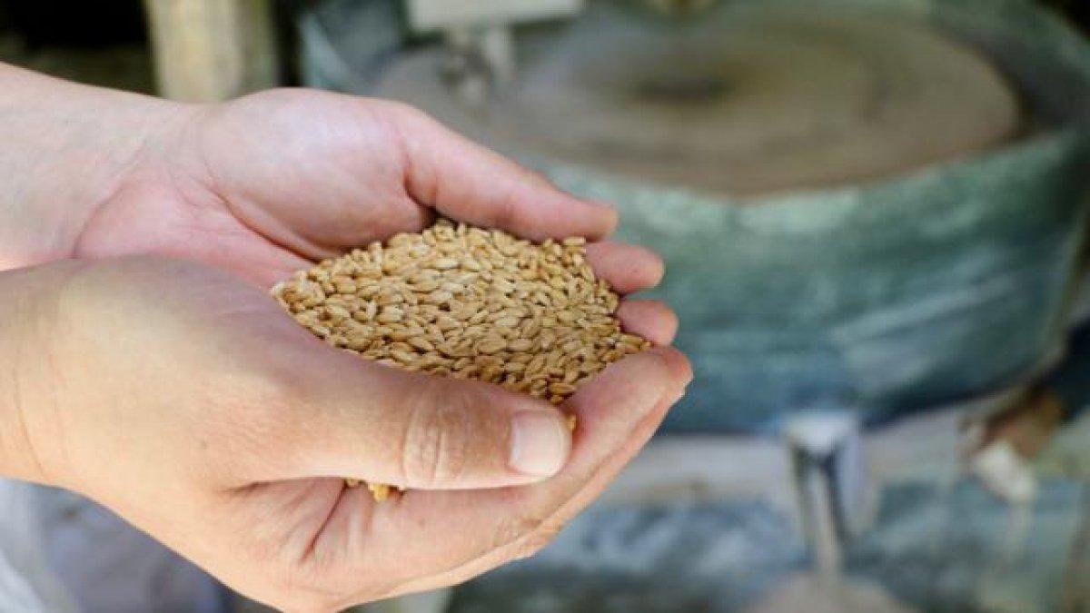 Ata tohumunun peşinde köy köy geziyorlar