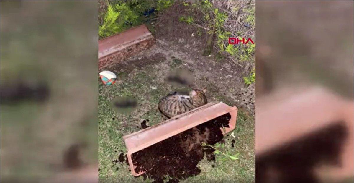 Başakşehir’de kürekle 4 kediyi öldüren şahsın hapsi istendi