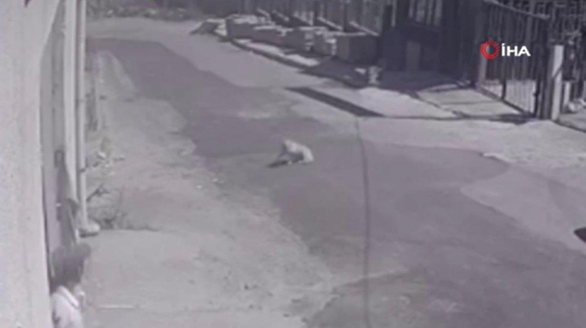 Esenyurt’ta kamyonetin köpeğe çarptığı anlar kamerada