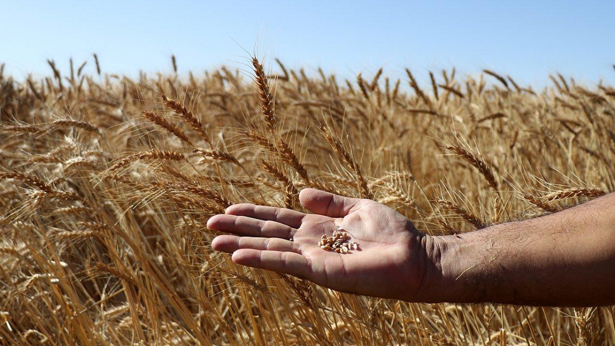 İklim değişikliği ile ilgili yeni hububat çeşidi ile mücadele edilecek