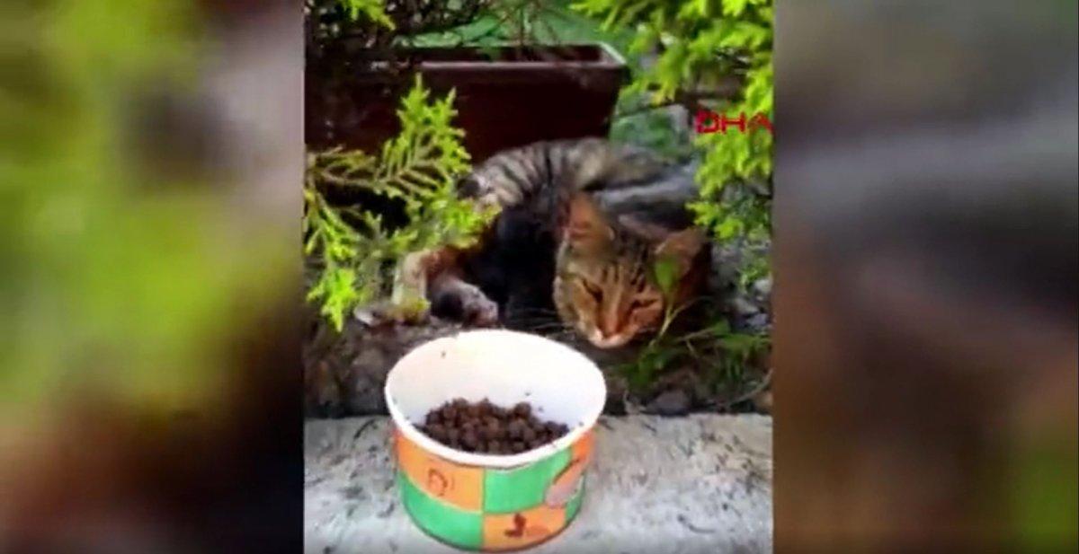 Başakşehir’de kürekle 4 kediyi öldüren şahsın hapsi istendi