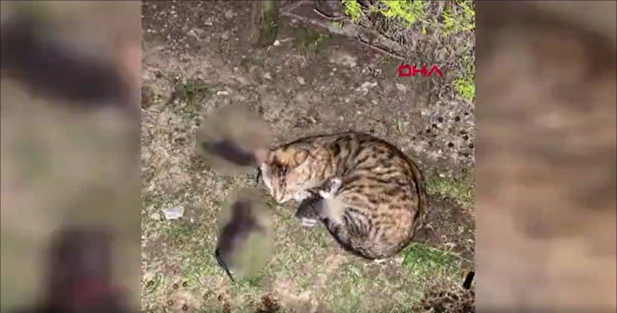 Başakşehir’de kürekle 4 kediyi öldüren şahsın hapsi istendi