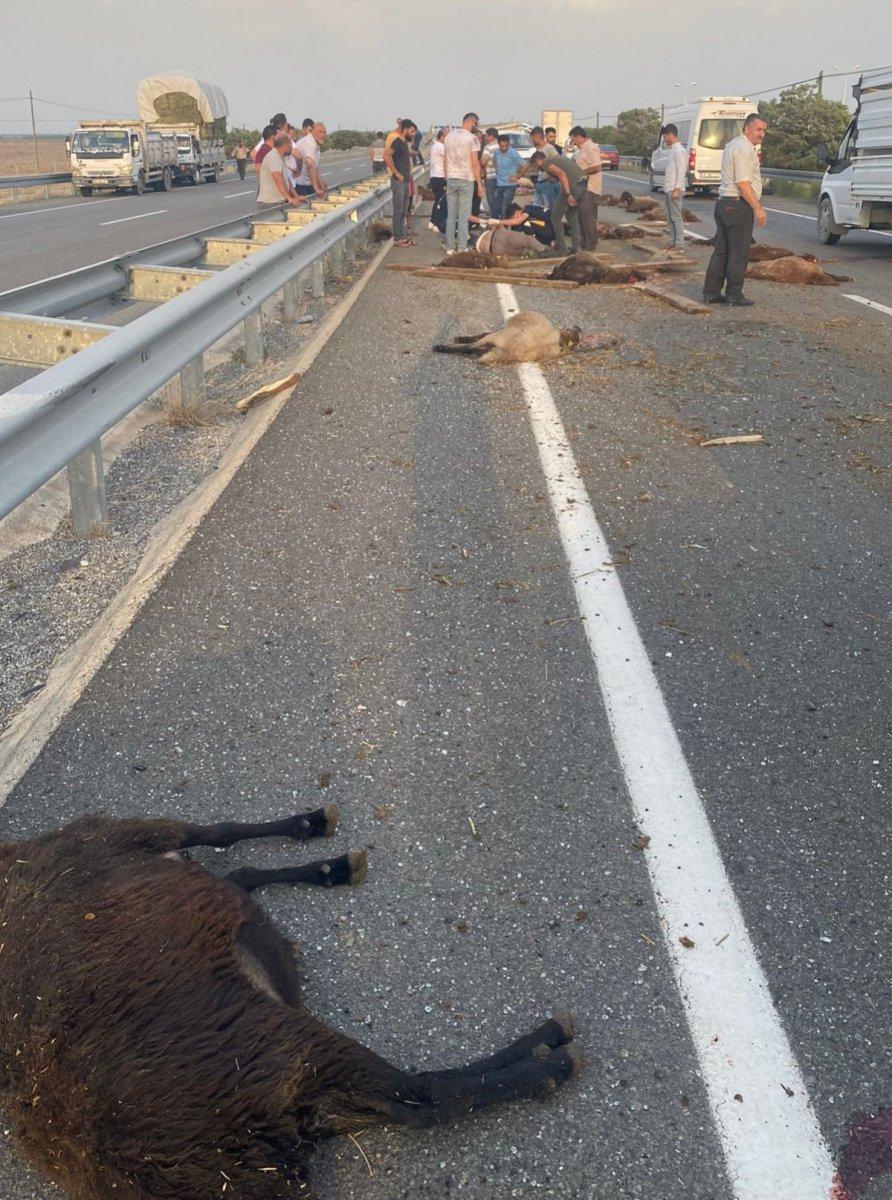 Iğdır’da koyun yüklü kamyonet takla attı, 20 koyun can verdi