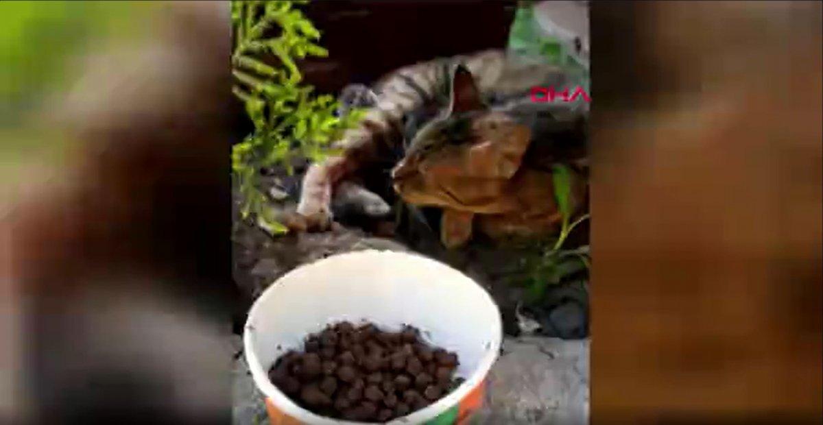 Başakşehir’de kürekle 4 kediyi öldüren şahsın hapsi istendi