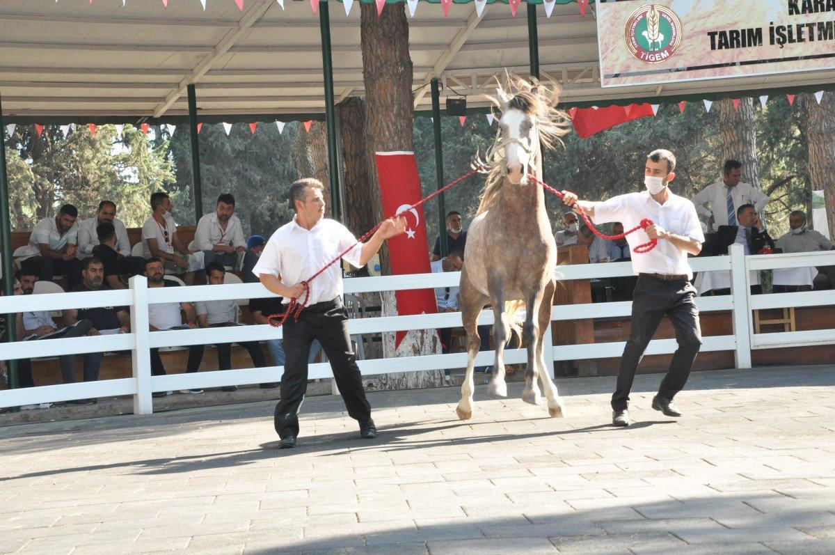68 safkan Arap tayı, 8,5 milyon TL'ye satıldı