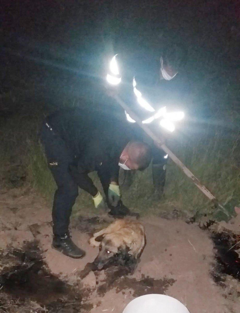 Ağrı'da zifte yapışan köpek, 2 saatte kurtarıldı