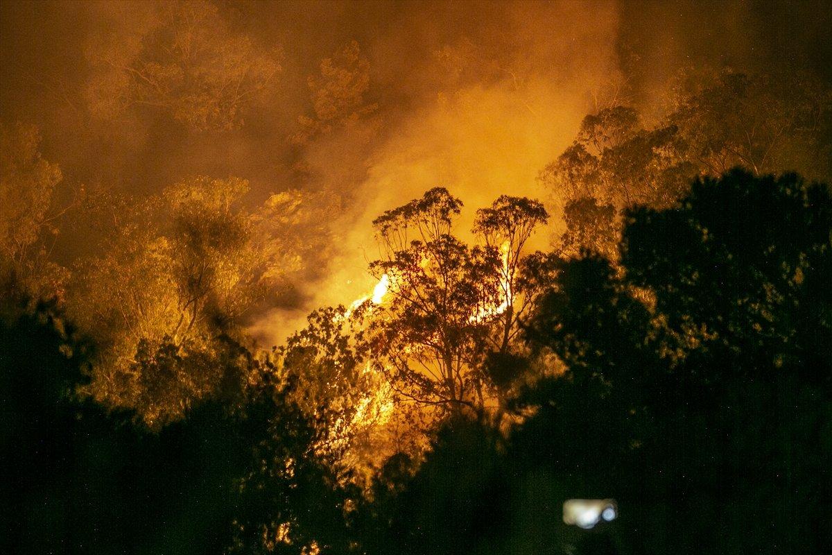 Tunus'ta orman yangını