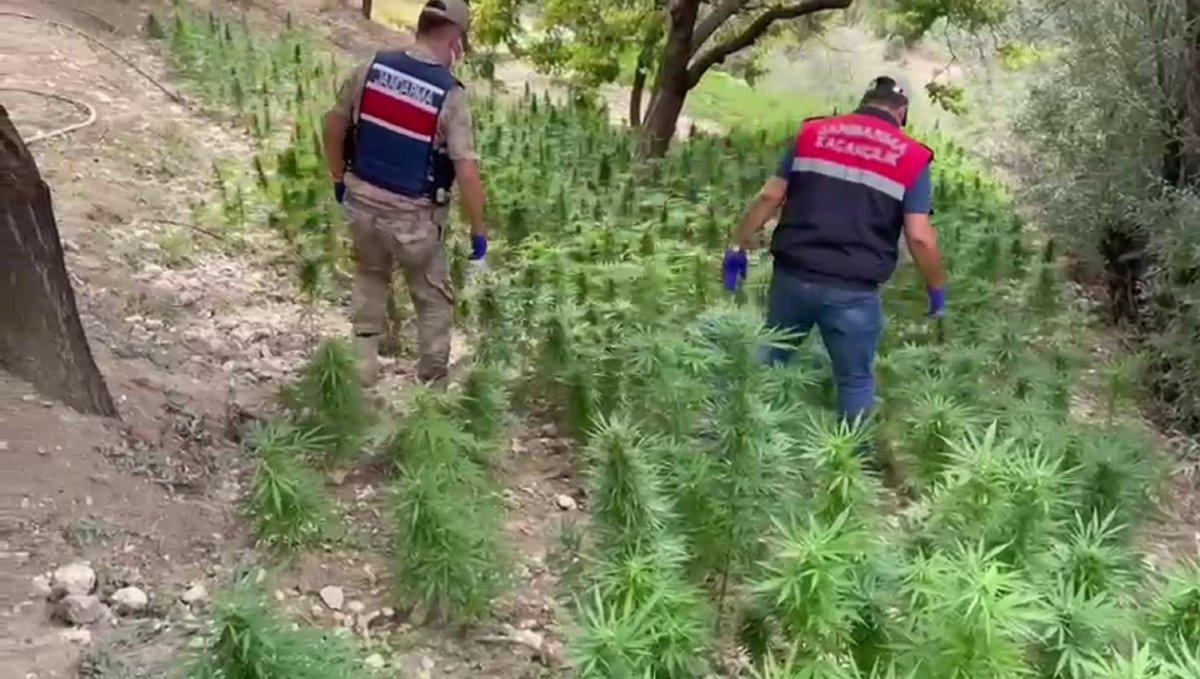 Malatya’da 2 bin 392 kök Hint keneviri ele geçirildi