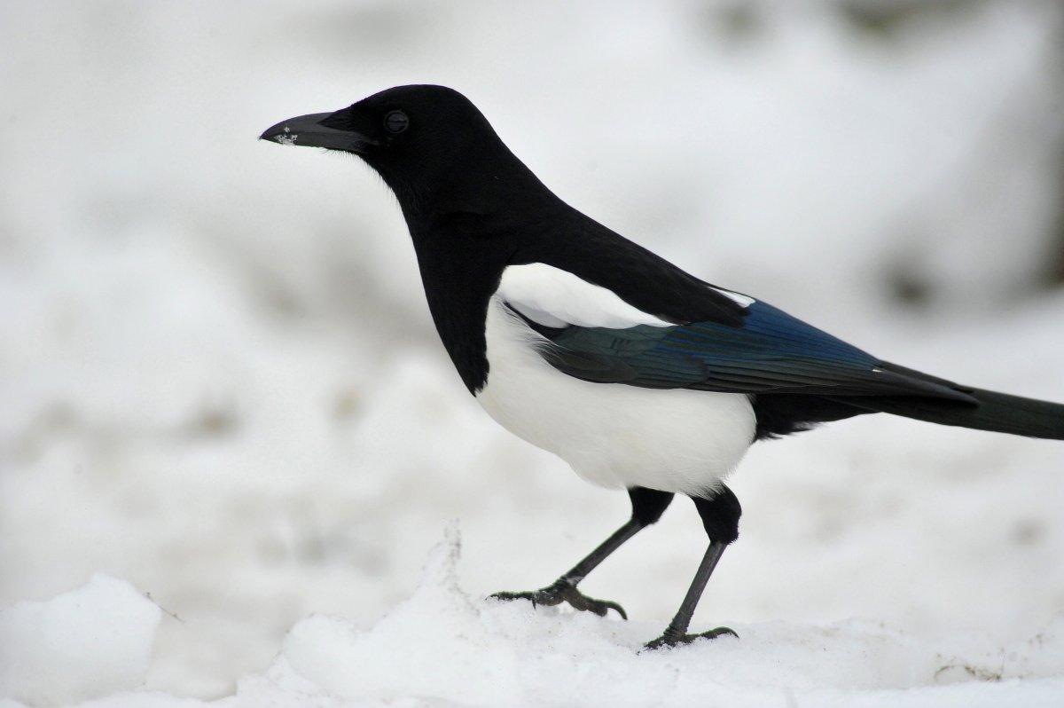 Avustralya’da 5 aylık bebek saksağan saldırısında yaşamını yitirdi