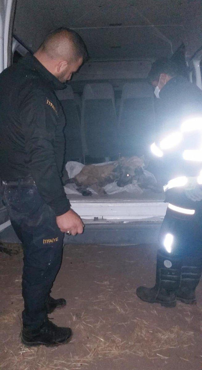 Ağrı'da zifte yapışan köpek, 2 saatte kurtarıldı