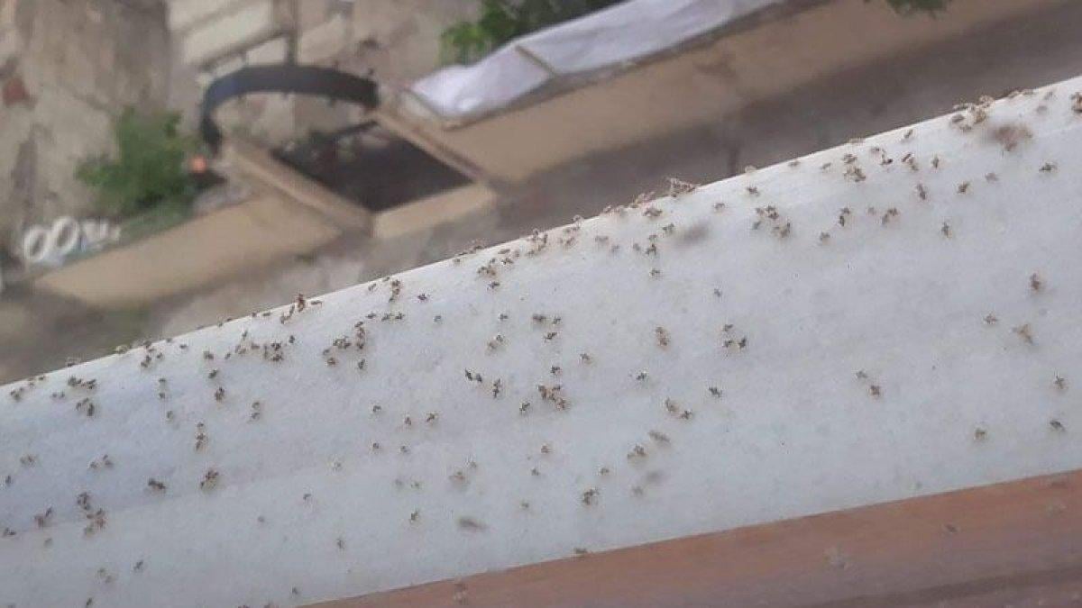 Trakyalıların kabusu: Dantel böceği nedir, nasıl anlaşılır? İşte uzaklaştırma yolları